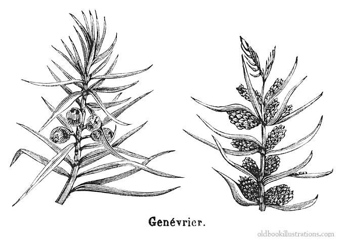 Juniper Plant