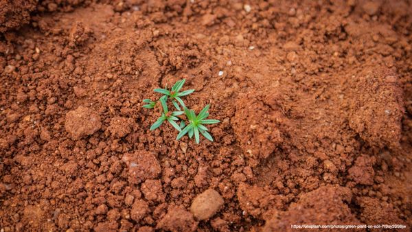 A small green plant sits alone in the middle of some dirt
