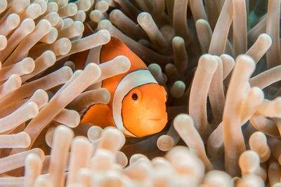 A bright orange clownfish sits in an anemone